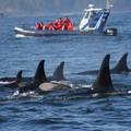 Whales, Bears and Vancouver Island Self Drive