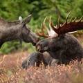 The Canadiana