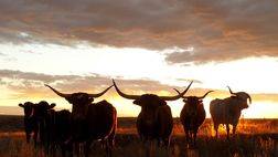 Ranchland and Prairies