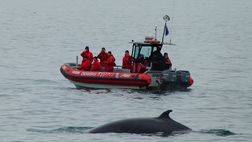 WHALE WATCHING EXCURSION FROM QUÉBEC TO BAIE STE-CATHERINE