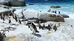 Best Views of the Cape - Peninsula Tour & Tasting - Private Excursion