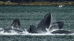 TADOUSSAC WHALE WATCHING