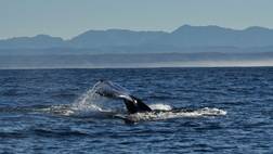 Whale Watching & Hermanus Wine Tour (seasonal)