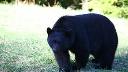 WHISTLER BEAR VIEWING TOUR