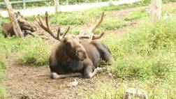 BIOPARC WILDLIFE PARK ADMISSION