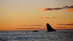 SUNSET WHALE & WILDLIFE WATCHING TOUR