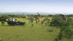 Cape Town, Garden Route and Safari Self Drive