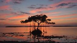 Everglades Area Tour (3.5 HOUR DOLPHIN, BIRDING & PHOTO EXPEDITION- BOAT TOUR)