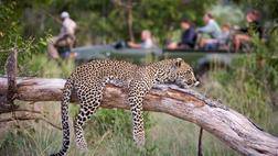 Cape Town, Beach and Safari