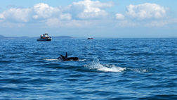 VICTORIA WHALE WATCHING BY ORCA SPIRIT OR ZODIAC