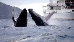 WHALE WATCHING CRUISE