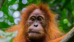 Sumatra Rainforest Experience 3D2N