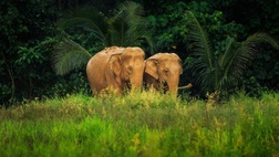 Elephant Hills Jungle Safari  - 2 days