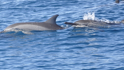 Dolphin Encounter, Dolswim