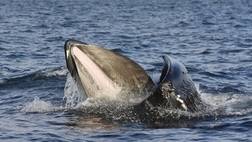 Golden Circle & Whale watching