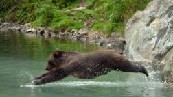 WILDLIFE VIEWING RIVER SAFARI