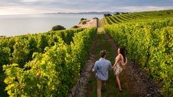 Classic New Zealand Wine Trail
