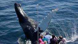 Boston Harbor Cruises