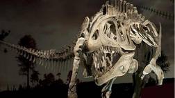 Canadian Museum of Nature