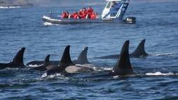 Whales, Bears and Vancouver Island Self Drive