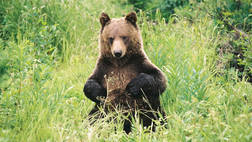DISCOVER GRIZZLY BEARS