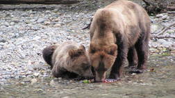 DISCOVERY MARINE SAFARIS – GRIZZLY EXPEDITION