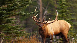EVENING WILDLIFE SAFARI