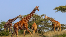 Baobab Beach Resort and Mombasa Rendezvous Safari