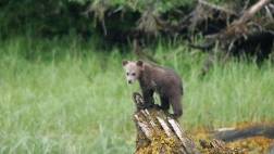GRIZZLY BEAR VIEWING IN KHUTZEYMATEEN INCLUDING LUNCH