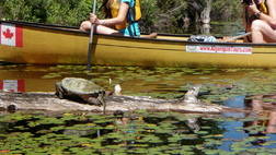 GROUP PADDLE DAY TRIP