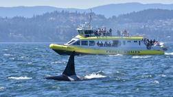 HALF DAY OCEAN MAGIC WHALE WATCHING ADvENTurE
