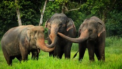 Elephant Hills Jungle Safari  - 3D2N