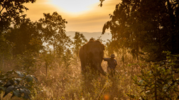 Elephant Hills The Bush Camp Chiang Mai - 2 days