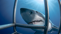 White Shark Encounter