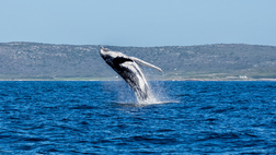 Whales and Wine Scheduled Tour - Full Day (July - November)