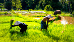 Hoi An ecotour wet rice growing