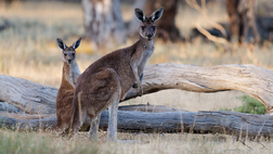 Remarkable Adelaide to Kangaroo Island