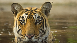 India's Golden Triangle & Tigers of Ranthambore - Taj Hotels
