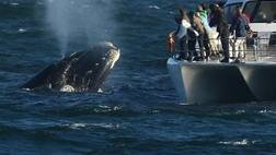WHALE WATCHING AND WILDLIFE SAFARI
