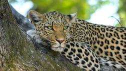 Kruger Wildlife Safari - 3 nights / 4 days Scheduled Tour
