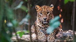 Sri Lanka Excursion - Yala Jeep Safari