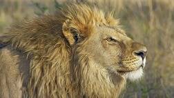 Kruger and the Kingdoms - 6 nights / 7 days scheduled tour