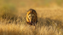 A Full Day Day Safari from Cape