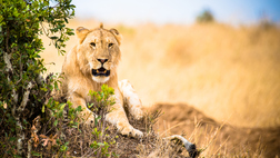 The Mombasa Rendezvous - 3nt safari departing from Mombasa Beach hotels