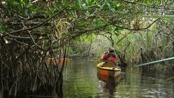 MANGROVE TUNNEL KAYAK ECO TOUR