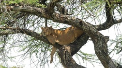 A Taste of Tanzania