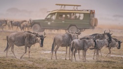 Kenya Classic - Tented - 6 nt / 7 day Safari