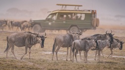 Simba Safari - 7nt/ 8 day Safari Tour - TW Camps 
