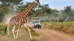 Through the Rift Valley - Serena Lodges -  4 nt / 5 Day Safari