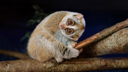 Island gems of Madagascar 2027